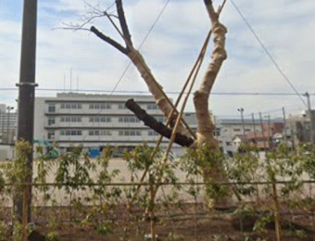 ���ӊ� ���w�Z 1600m �]�ː�旧�����쒆�w�Z