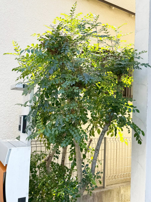 ���̑� ���ւ܂��̐A��