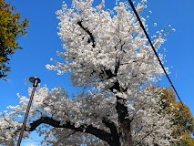 ���ӊ� ���� 280m �L���旧�쒷��O���ڑ�����